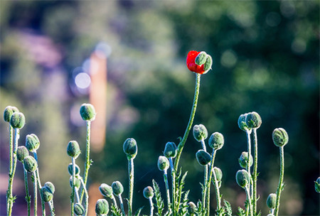 budding flower